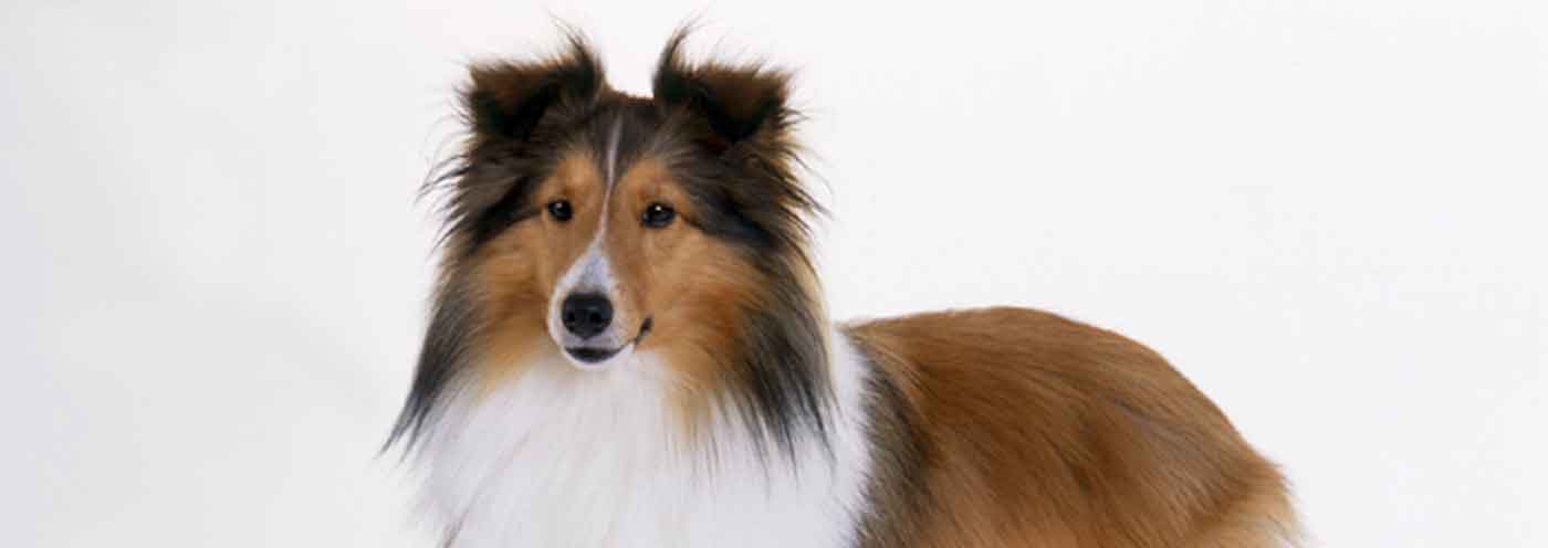 シェットランドシープドッグ 子犬4